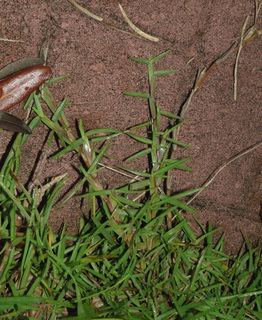 Eremochloa ophiuroides Eremochloa ophiuroides Centipede Grass Discover Life