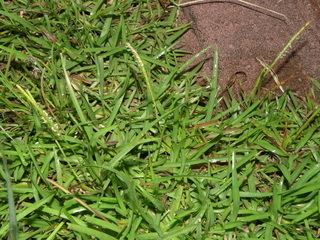 Eremochloa ophiuroides Eremochloa ophiuroides Centipede Grass Discover Life
