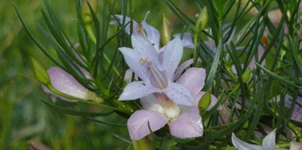 Eremophila abietina Spotted Poverty Bush Plant Guide Lifestyle HOME