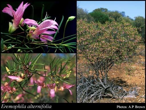 Eremophila alternifolia Eremophila alternifolia RBr FloraBase Flora of Western Australia