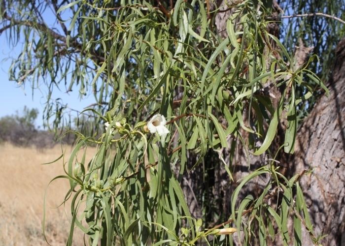 Eremophila bignoniiflora Australian Desert Plants Scrophulariaceae