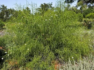 Eremophila bignoniiflora Factsheet Eremophila bignoniiflora