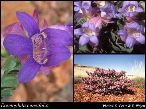 Eremophila cuneifolia httpsflorabasedpawwagovausciencetimage71