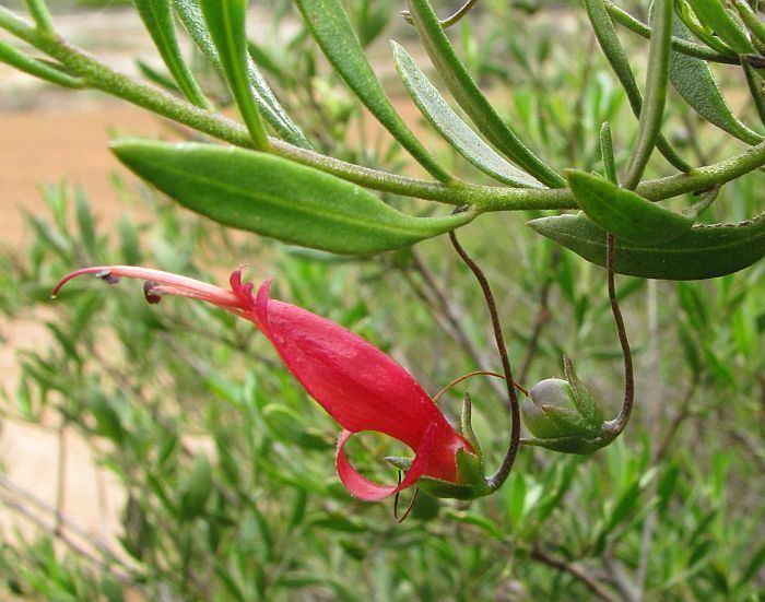 Eremophila decipiens Esperance Wildflowers Eremophila decipiens subsp decipiens