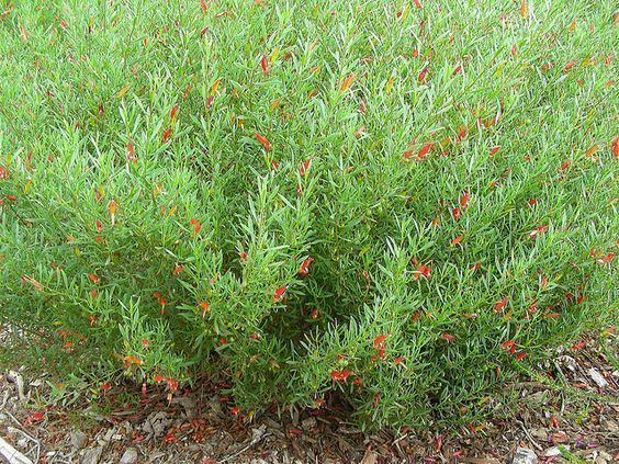 Eremophila decipiens eremophila decipiens outback bluey aboriginal Pinterest