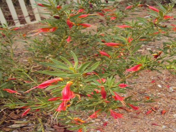 Eremophila decipiens Emu Bush Eremophila decipiens