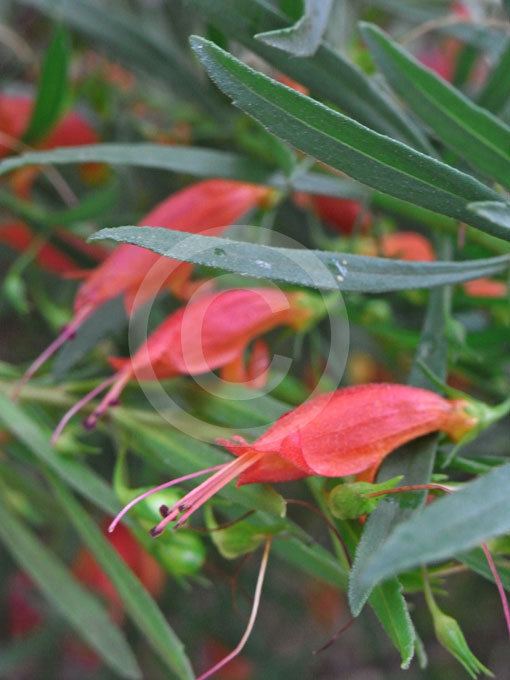 Eremophila decipiens Eremophila decipiens Slender Fuchsia Emu Bush information amp photos