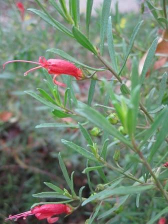 Eremophila decipiens Eremophila decipiens Australian Native Plants Plants 8007016517