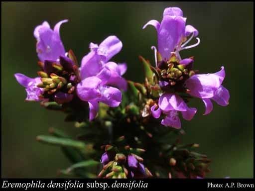 Eremophila densifolia httpsflorabasedpawwagovausciencetimage16