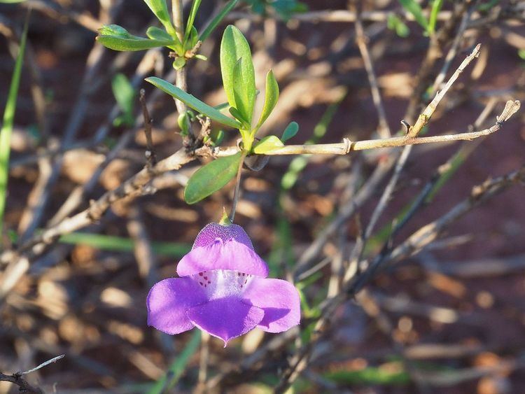 Eremophila lanceolata