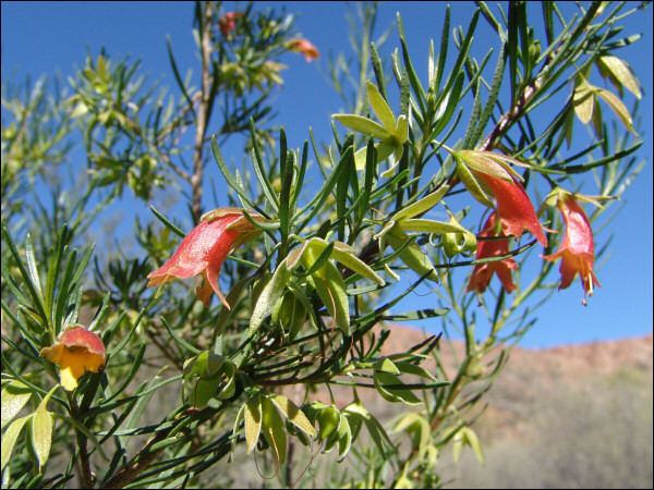 Eremophila latrobei NT Travel Native Fuchsia Eremophila latrobei Alice Springs