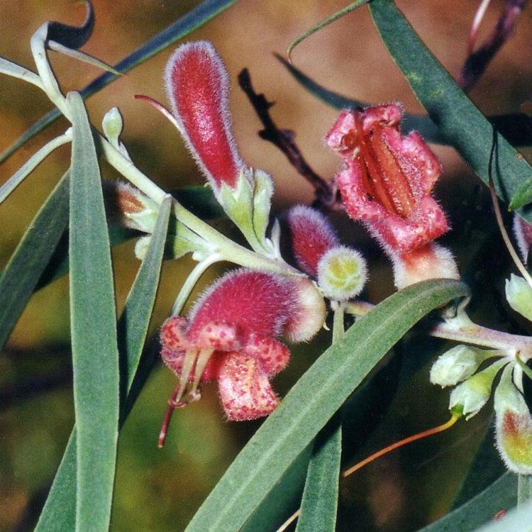 Eremophila longifolia Australian Seed EREMOPHILA longifolia
