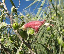 Eremophila longifolia httpsuploadwikimediaorgwikipediacommonsthu