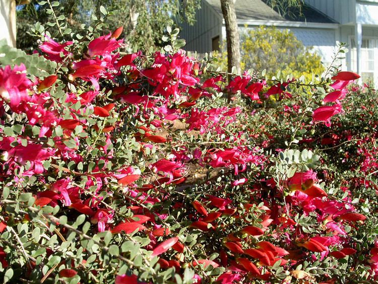 Eremophila maculata Eremophila maculata Valentine flowersjpg