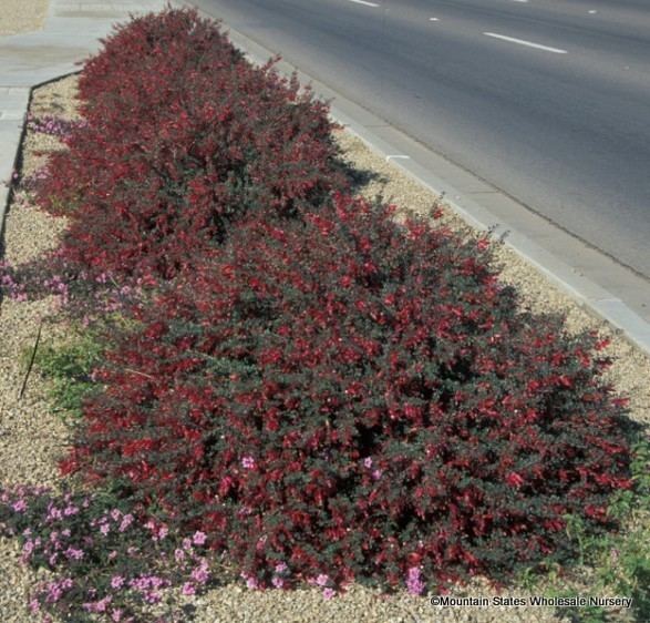 Eremophila maculata eremophilamaculatavalentinever587jpg