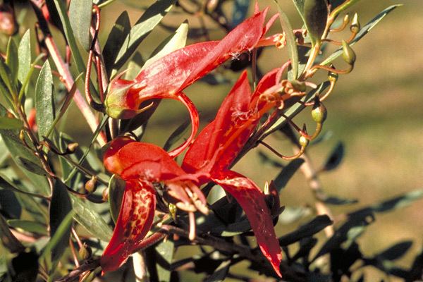 Eremophila maculata anpsaorgaujpg790025jpg