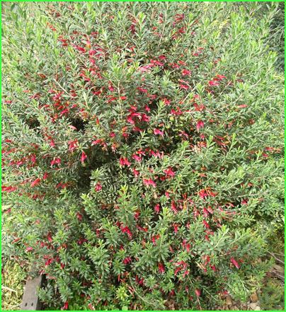 Eremophila maculata Eremophila Drought Tolerant Plants