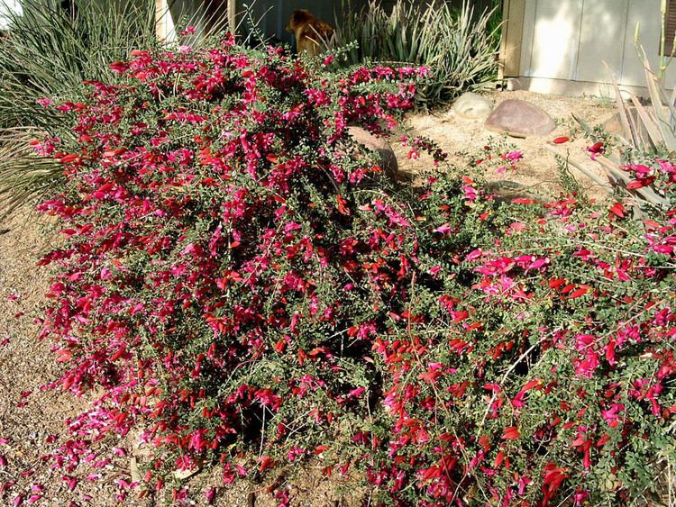 Eremophila maculata Eremophila maculata Valentinejpg