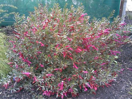 Eremophila maculata Natural Plantscape Wholesale supply of Landscaping Plants Grasses