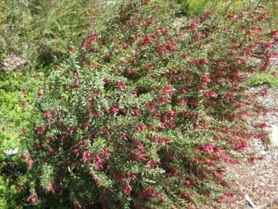 Eremophila maculata Eremophila maculata Australian Native Plants Plants 8007016517