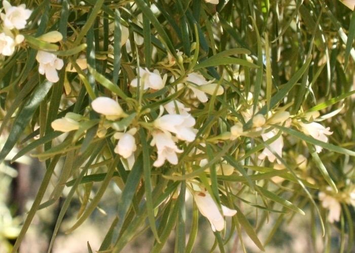 Eremophila mitchellii Australian Desert Plants Scrophulariaceae