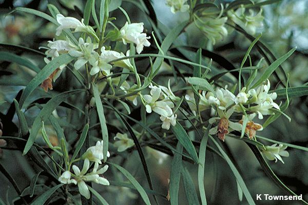 Eremophila mitchellii emitchjpg