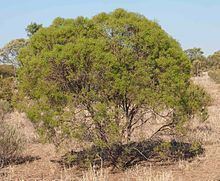 Eremophila mitchellii httpsuploadwikimediaorgwikipediacommonsthu