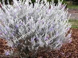 Eremophila nivea Wholesale Nursery Nurseries in Melbourne Sydney amp Brisbane