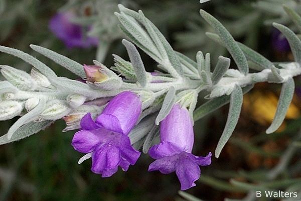 Eremophila nivea nivea