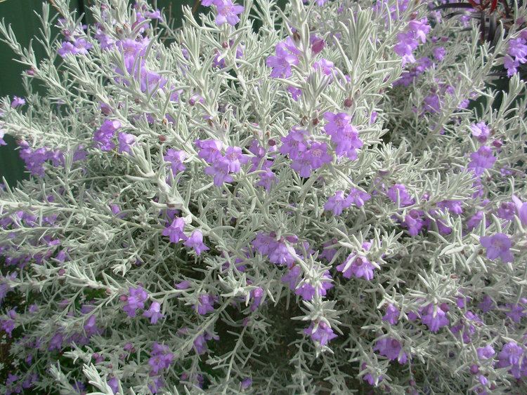 Eremophila nivea My Garden Silky Eremophila Eremophila nivea Muttley 05 Flickr