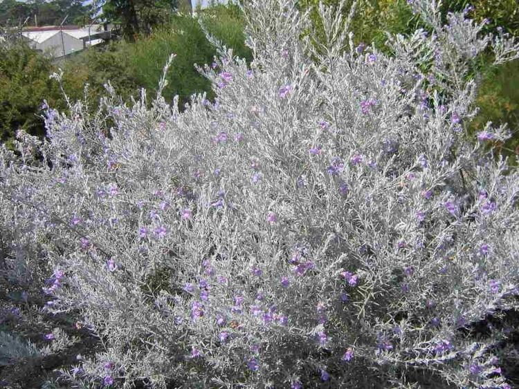 Eremophila nivea Eremophila nivea