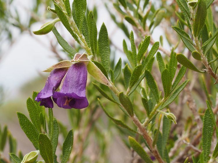 Eremophila occidens