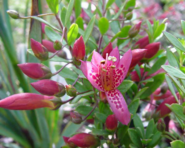 Eremophila (plant) GardensOnline Eremophila maculata