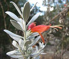 Eremophila (plant) httpsuploadwikimediaorgwikipediacommonsthu