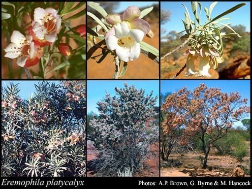 Eremophila platycalyx httpsflorabasedpawwagovausciencetimage72