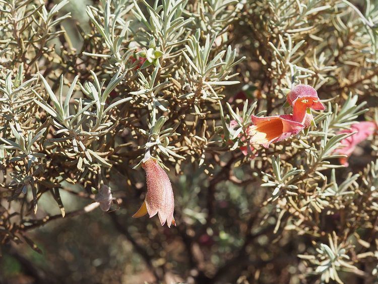 Eremophila pterocarpa subsp. acicularis