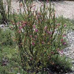 Eremophila racemosa Eremophila racemosa Growing Native Plants