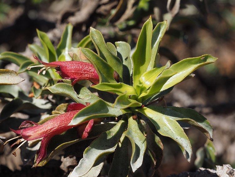 Eremophila ramiflora