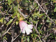 Eremophila spinescens httpsuploadwikimediaorgwikipediacommonsthu