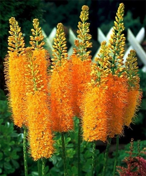 Eremurus httpswwwvanengelencommediacatalogproductc