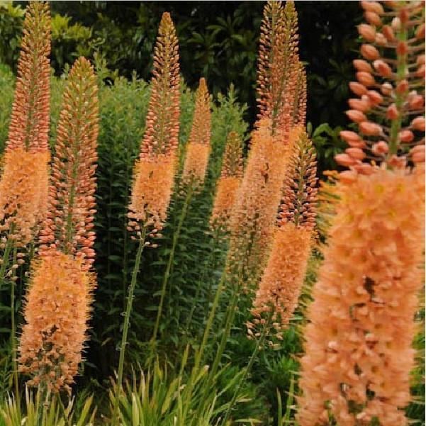 Eremurus Eremurus Easy To Grow Bulbs