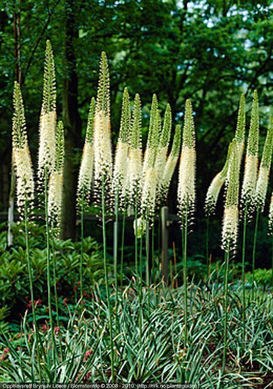 Eremurus robustus eremurus robustus plantenavn botanisk navn eremurus robustus norsk