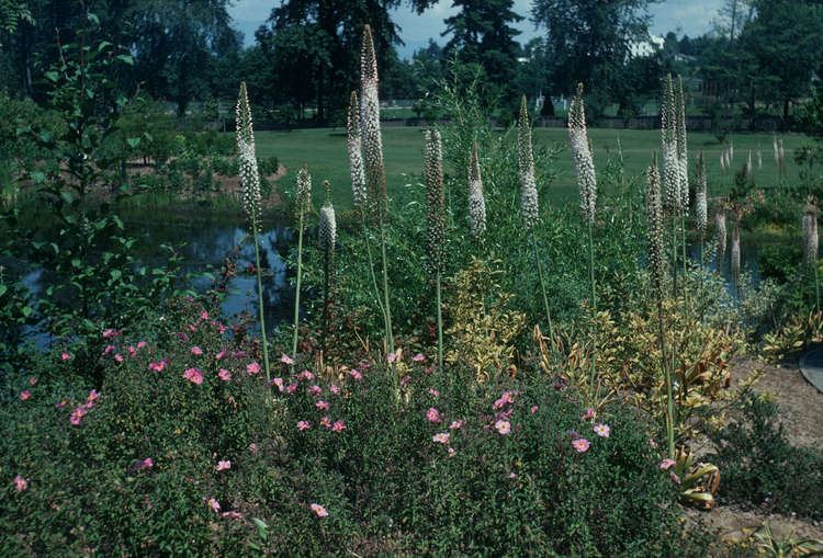 Eremurus robustus Eremurus robustus City of Vancouver Archives