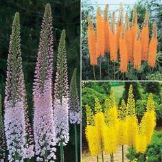 Eremurus robustus httpssmediacacheak0pinimgcom236x49c02b