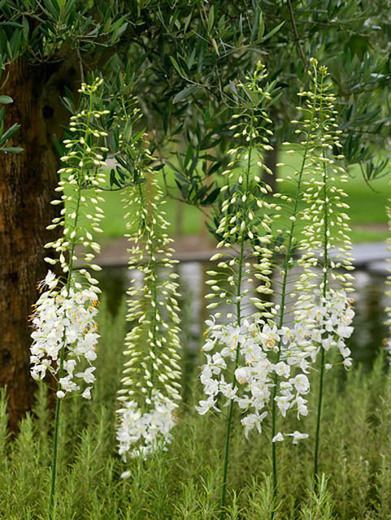 Eremurus robustus Eremurus robustus Foxtail Lily