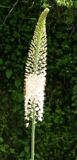 Eremurus robustus Eremurus robustus