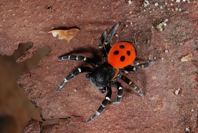 Eresus sandaliatus Ladybird Spider Eresus sandaliatus Biopix photoimage 42980