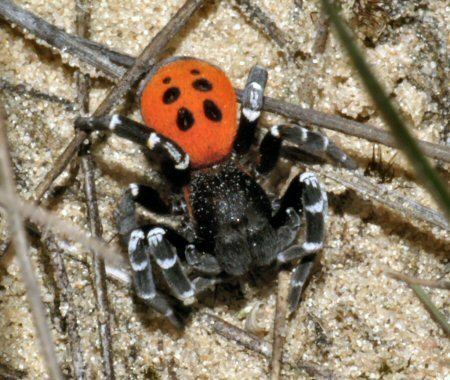 Eresus sandaliatus Eresidae lady bird spider