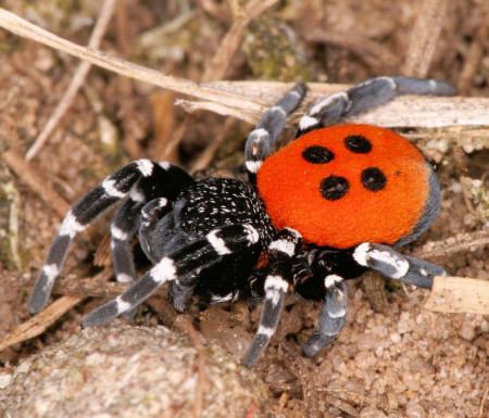 Eresus sandaliatus Eresidae lady bird spider