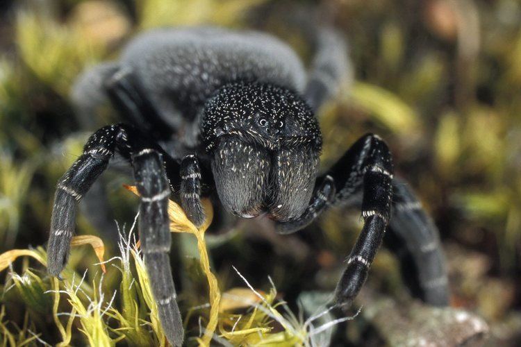 Eresus sandaliatus Eresus sandaliatus Ladybird Spider Danish Spiders